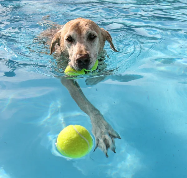 Dog at local public pool — Stock Photo, Image