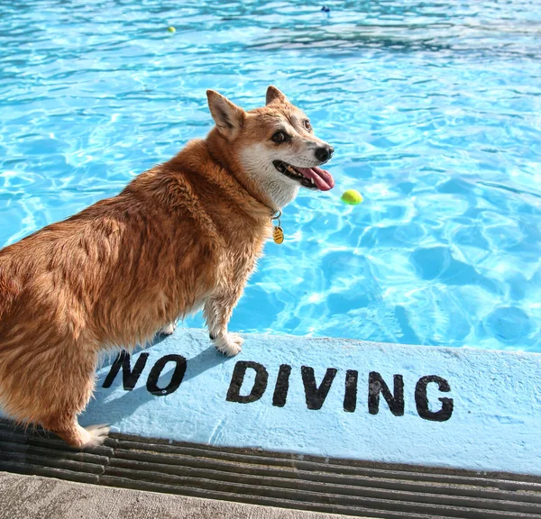 Cane in piscina — Foto Stock