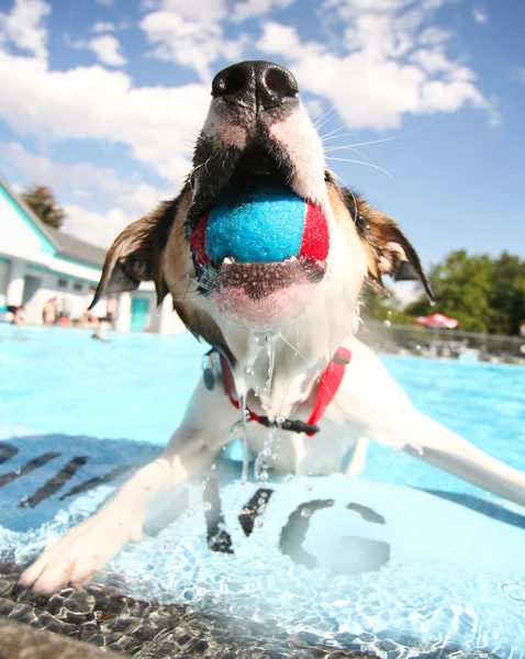 Hond plezier op zwembad — Stockfoto