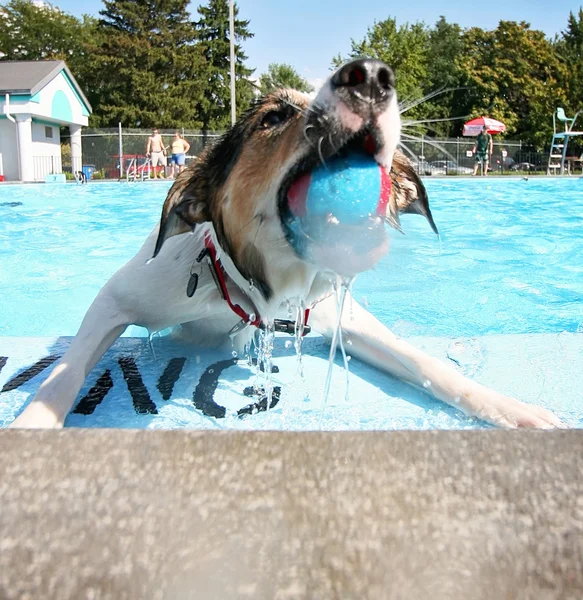 Hund ha roligt vid pool — Stockfoto