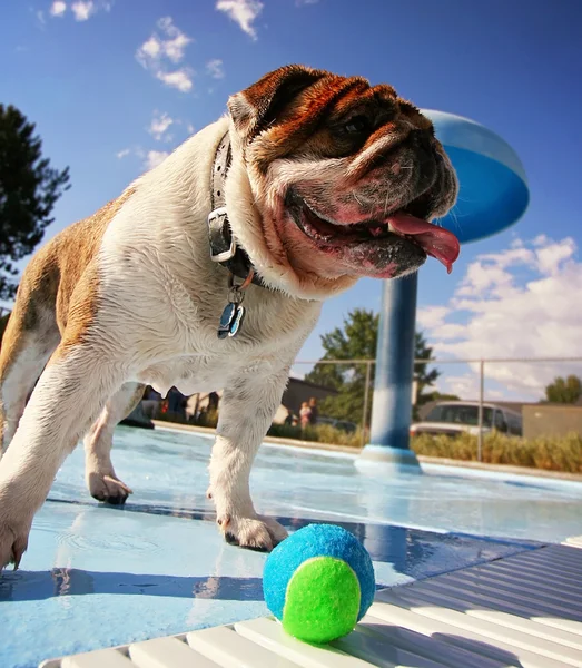 Hund på pool — Stockfoto