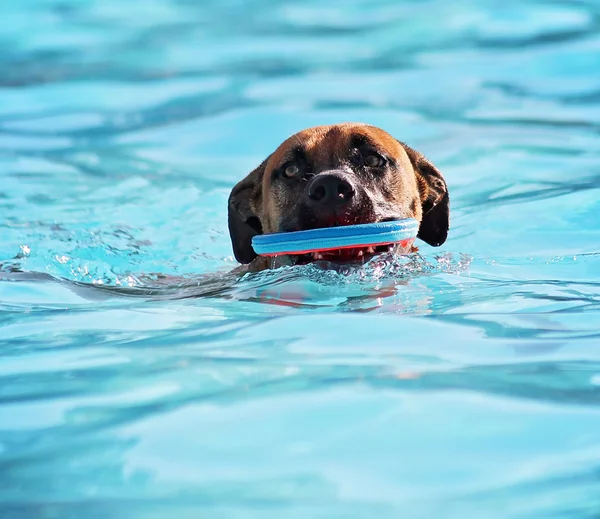 Hond bij zwembad — Stockfoto