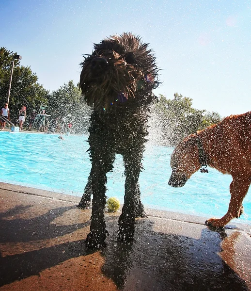 Hond bij lokale openbaar zwembad — Stockfoto