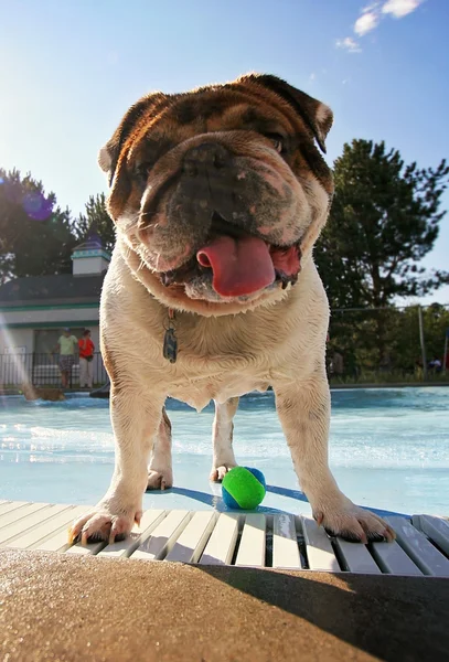 Perro en la piscina pública local — Foto de Stock