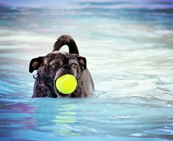 Perro en la piscina pública local — Foto de Stock