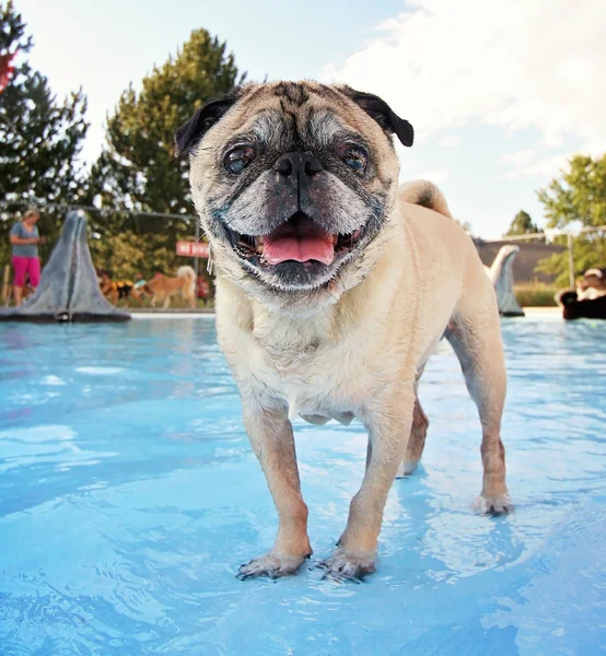 Perro en la piscina pública local — Foto de Stock