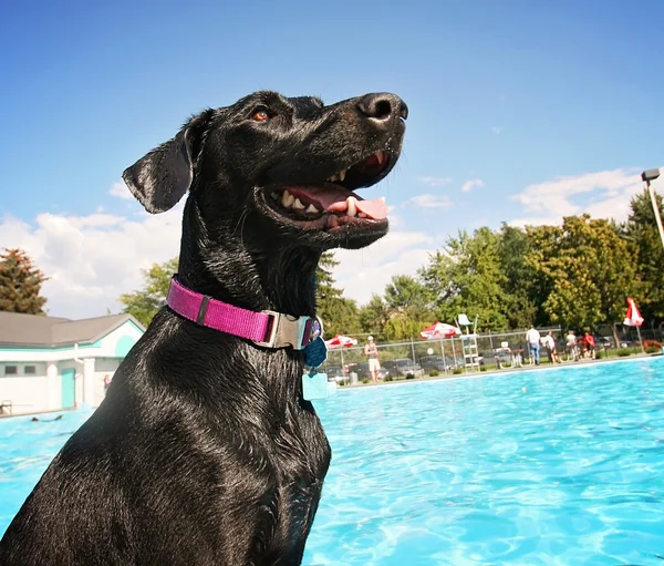 Dog at local public pool — Stock Photo, Image