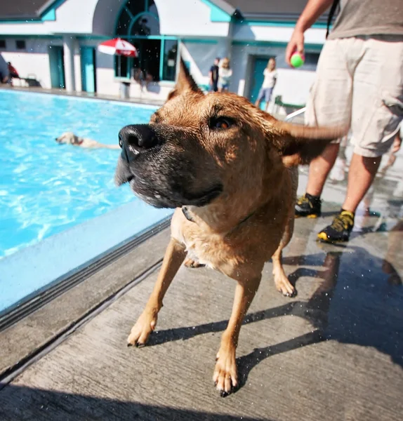 Hund vid poolen — Stockfoto