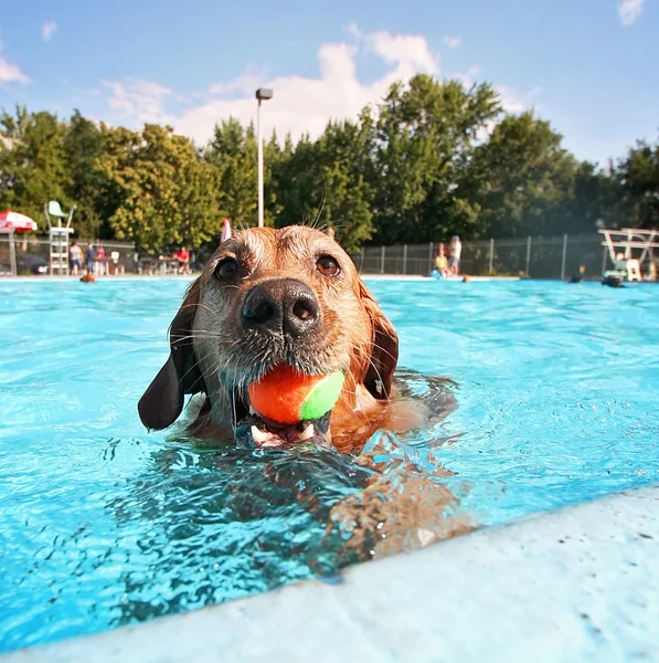 Hund på pool — Stockfoto