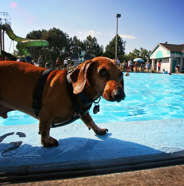 Hund på lokal offentlig pool — Stockfoto