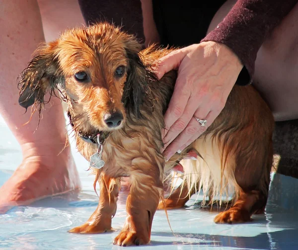 Hond bij zwembad — Stockfoto