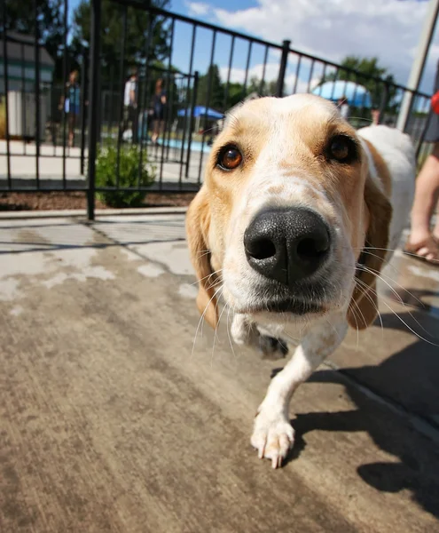 Pies pływanie w basenie — Zdjęcie stockowe