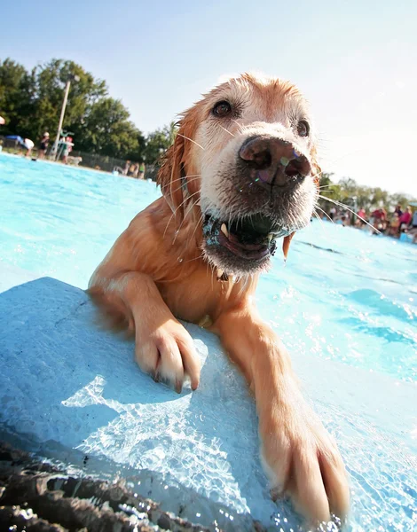 Hund vid poolen — Stockfoto