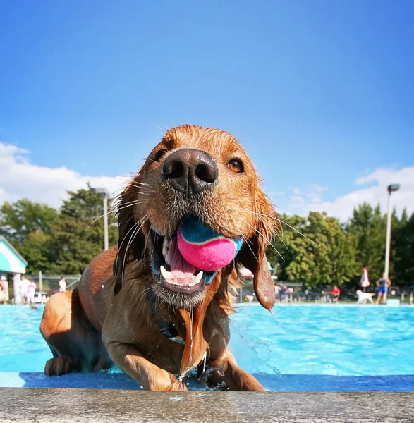 Hond bij zwembad — Stockfoto