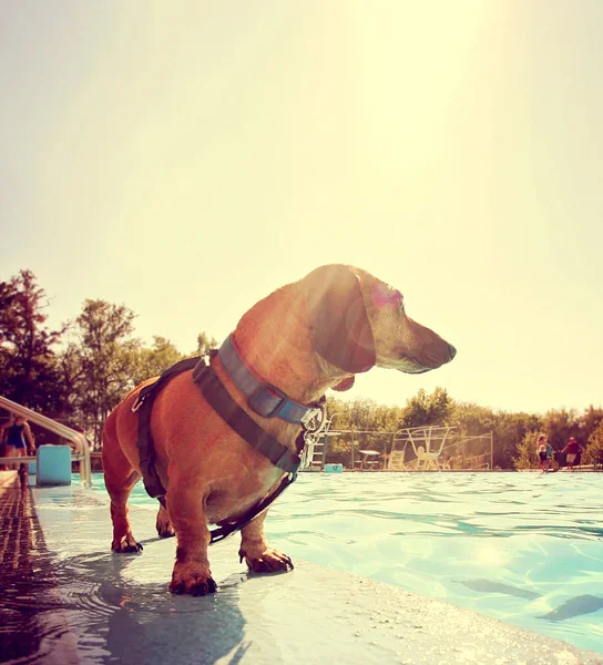 Hund på lokal offentlig pool — Stockfoto