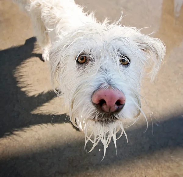 Dog having fun at pool — Stock Photo, Image