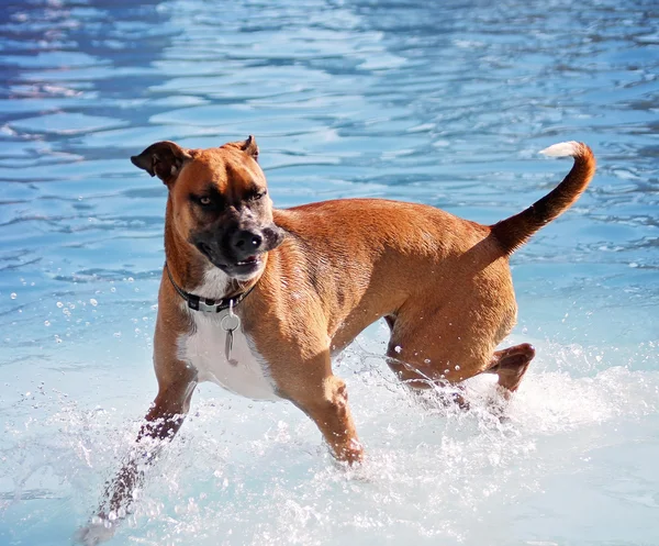 Cão se divertindo na piscina — Fotografia de Stock