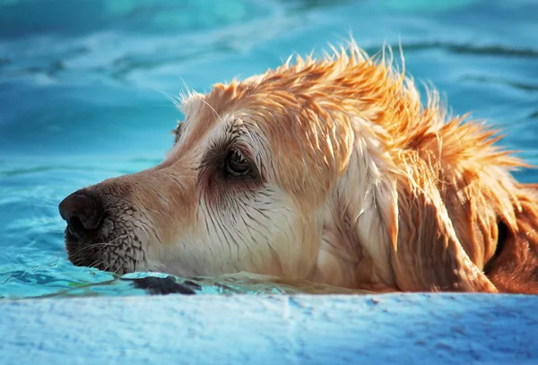 Hond plezier bij zwembad — Stockfoto