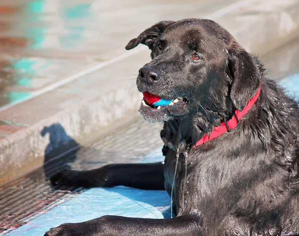 Собака в общественном бассейне — стоковое фото