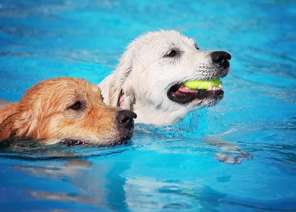 Perro divertirse en la piscina — Foto de Stock