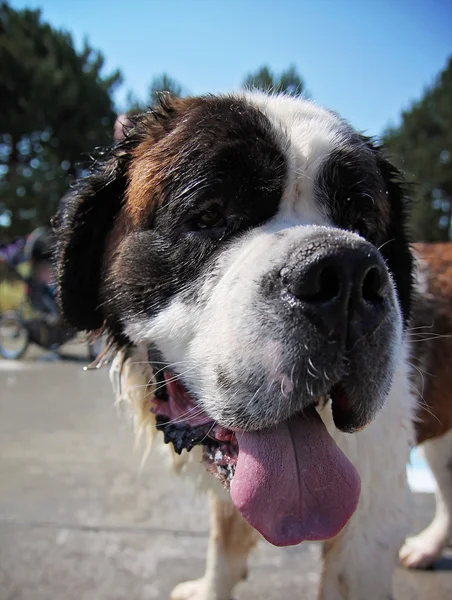 Chien s'amusant à la piscine — Photo