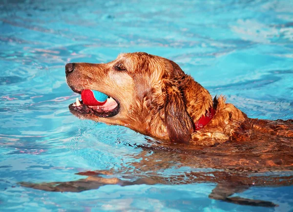 Chien à la piscine — Photo