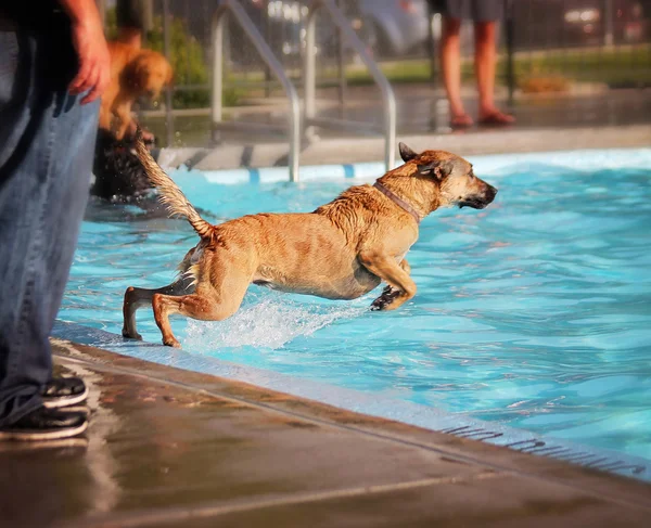 Hond bij zwembad — Stockfoto