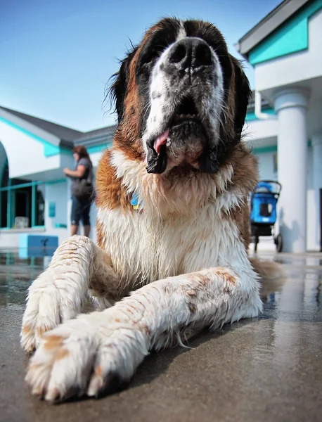 Cão se divertindo na piscina — Fotografia de Stock