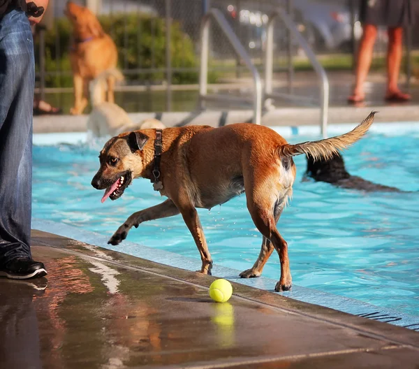 Pies na basen — Zdjęcie stockowe