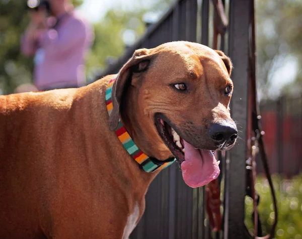 Cane divertirsi in piscina — Foto Stock