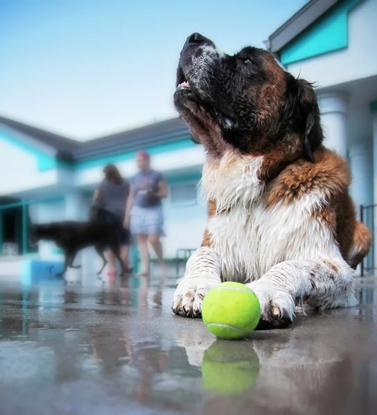 Hond plezier op zwembad — Stockfoto