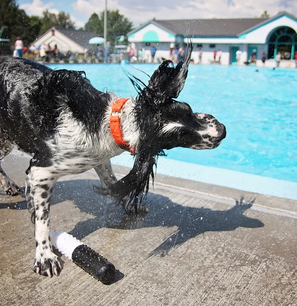 狗在游泳池玩 — 图库照片
