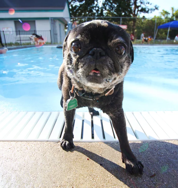 Dog at local public pool — Stock Photo, Image