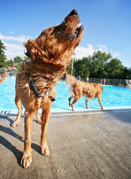 Hond bij zwembad — Stockfoto