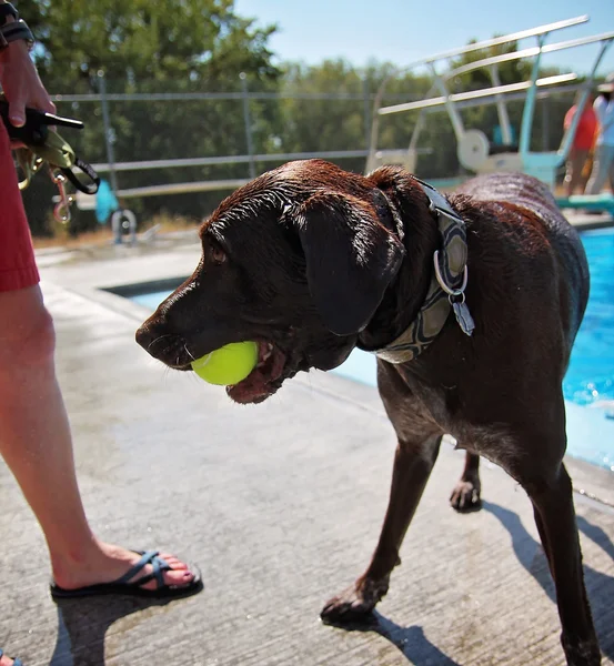 Hond plezier bij zwembad — Stockfoto