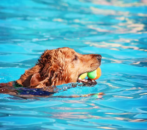 Hond plezier bij zwembad — Stockfoto