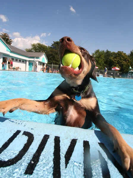 Chien s'amuser à la piscine — Photo