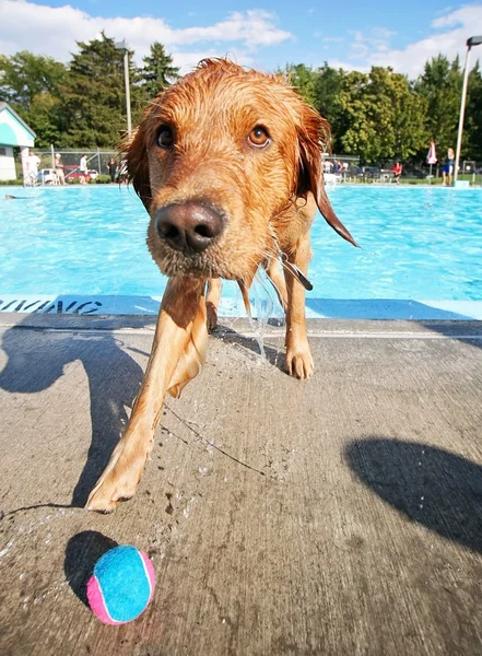 Chien s'amuser à la piscine — Photo