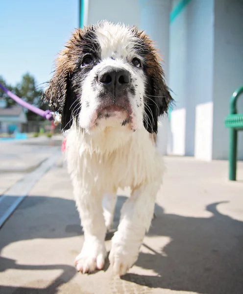 Hond bij lokale openbaar zwembad — Stockfoto