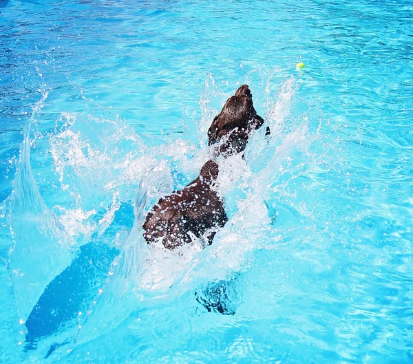 Dog at local public pool — Stock Photo, Image