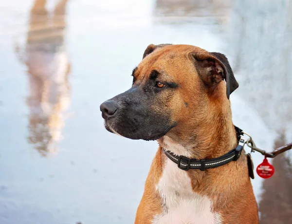 Hund att ha roligt i poolen — Stockfoto