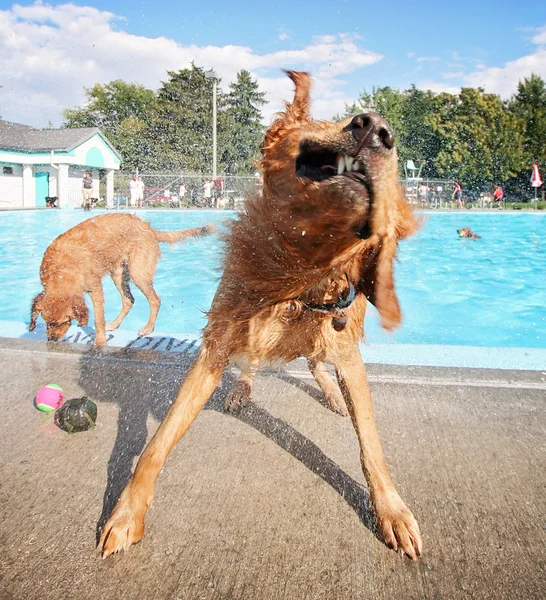 Hunde am Pool — Stockfoto