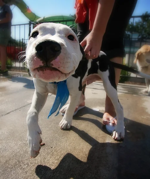 Dog having fun at pool — Stock Photo, Image