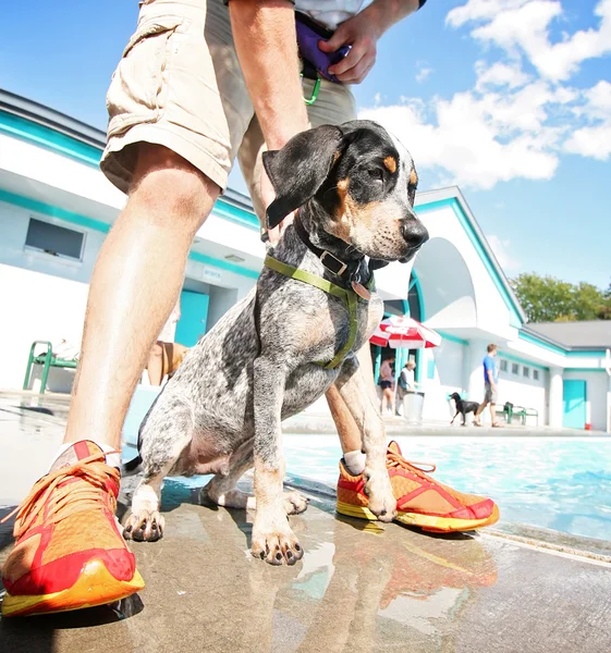 Söt hund att ha roligt i poolen — Stockfoto