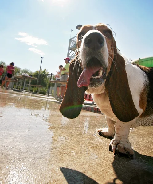 Hond plezier bij zwembad — Stockfoto