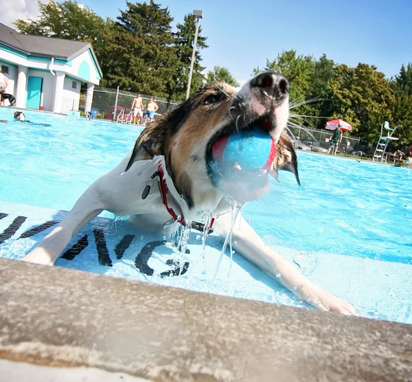 Hond plezier op zwembad — Stockfoto