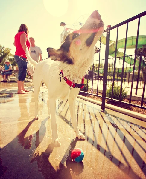 Psa zabawy w basenie — Zdjęcie stockowe