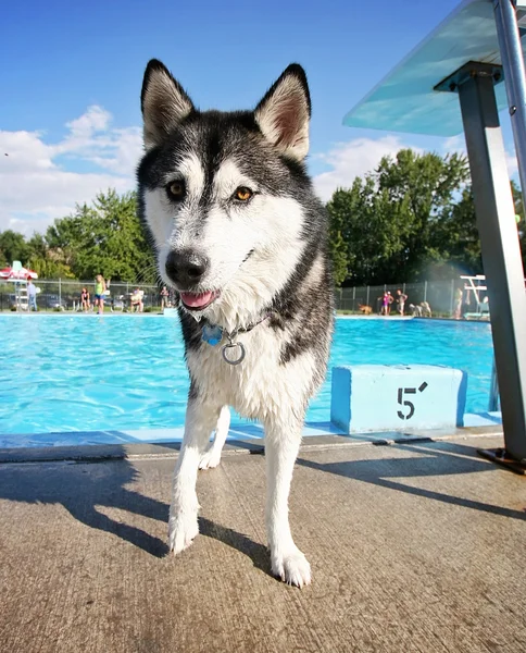 Cão na piscina pública local — Fotografia de Stock
