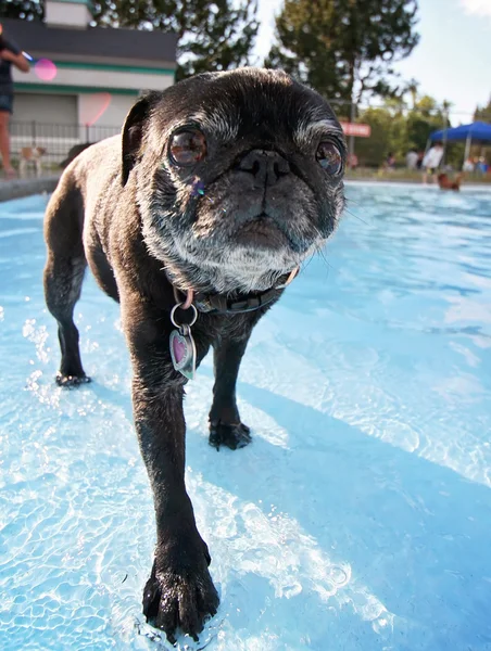 Perro en la piscina pública local — Foto de Stock