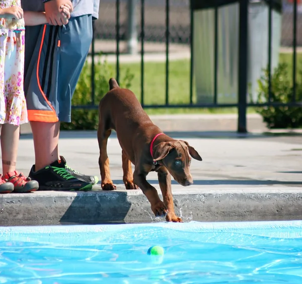 Hond plezier bij zwembad — Stockfoto